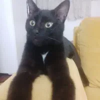 مژدگانی *گمشده گربه* سیاه سینه سفید کشیده لاغر|حیوانات|تبریز, |دیوار