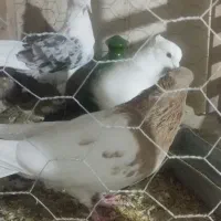 کفتریاکبوتر کله ای