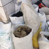 پشم بره