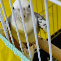 عروس هلندی نر آلبینو دوکت|پرنده|احمدآبادمستوفی, |دیوار