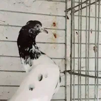 کبوتر پاکستانی|پرنده|اصفهان, ارغوانیه|دیوار