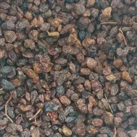 پخش مویز و کشمش اصلی دشمن زیاری|خوردنی و آشامیدنی|بوشهر, |دیوار