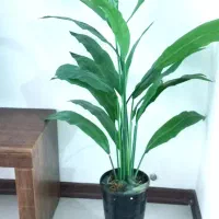 آباژور و درختچه|چراغ خواب و آباژور|زنجان, |دیوار