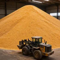 فروش ذرت وارداتی درجه دو اروپا  با آنالیز با کیفیت