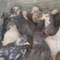 غول پیکر برهما و سلطان|حیوانات مزرعه|قم, در بهشت|دیوار