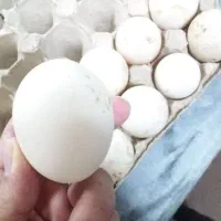 تخم اردک اسرائیلی