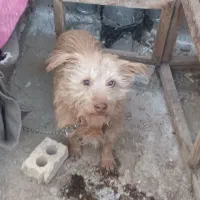 سگ پاکوتاه عقیم نشده