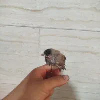 سهره قناری