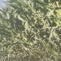 ذرت علوفه|عمده‌فروشی|نهاوند, |دیوار