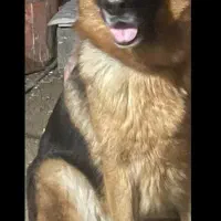 سگ ژرمن شپرد