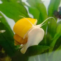 حلزون سیب|ماهی|گرگان, |دیوار