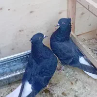 کفتریاکبوتر