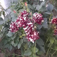 باغ در صوفیان پشت روستای اندبیل کلاش