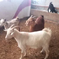 بز سانن|حیوانات مزرعه|نیشابور, شهرک رضوی|دیوار