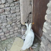 اردک