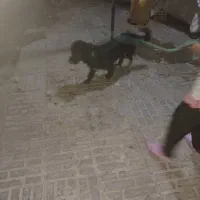 سلام سگ فروشی|سگ|رفسنجان, |دیوار