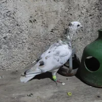 کفتر|پرنده|مشهد, کارگران|دیوار