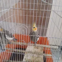 عروس هلندی مولد