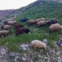 فروش میش بابره