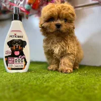 سگ آپارتمانی پودل|سگ|تهران, جنت‌آباد شمالی|دیوار