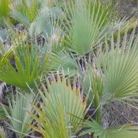 گل‌هایی زیبا برای فضا سازی حیاط