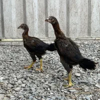 جوجه لاری ۳ ماهه