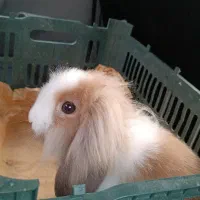 خرگوش لوپ|موش و خرگوش|لنگرود, |دیوار