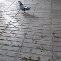کبوترماده بدرنگ جوان