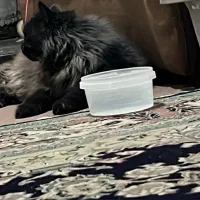 فروش گربه مینکون+ پرشین|گربه|کرمان, |دیوار