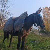 فروش قاطر جوان