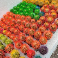 مرکز پخش کاکتوس اچینو رنگی|گل و گیاه طبیعی|گرگان, |دیوار