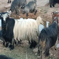 بعده‌فروشی|حیوانات مزرعه|ایذه, |دیوار