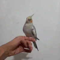 عروس هلندی  ماده|پرنده|پاکدشت, پاکدشت (مامازند)|دیوار