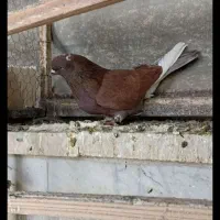 کفتر نر