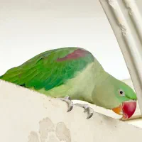 شاه طوطی بیگ سایز سخنگو نر|پرنده|اصفهان, سرچشمه|دیوار