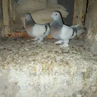 کفتر سوسنی بهبهانی|پرنده|شیراز, محمدیه|دیوار