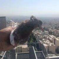 کبوتر پرشی غریبگیری
