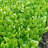 نهال کاهو|گل و گیاه طبیعی|سرخنکلاته, |دیوار