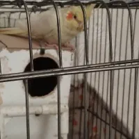 یک جفت عروس هلندی با قفس و لونه|پرنده|تهران, والفجر (افسریه)|دیوار