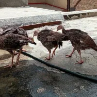 بوقلمون درشت سه ماهه برنز
