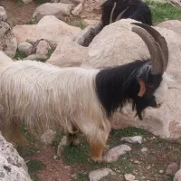فروش یک جفت دُبر سفید کله سیاه