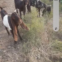 فروش نر بزغاله کاموری|حیوانات مزرعه|گنبد کاووس, |دیوار