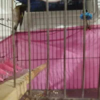 سهره و جوجه سهره قناری|پرنده|شهریار, شهرک امیریه|دیوار