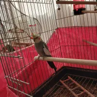 عروس هلندی نر تو پر