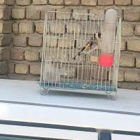 سهره نر تازه تخت|پرنده|کرمانشاه, |دیوار