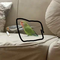 طوطی