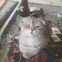 اسکاتیش فولد اصیل سیلور رنگ طوسی روشن