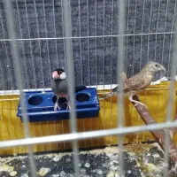 3 عدد فنچ ماده نرگسی و گلو بریده