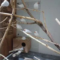 فنچ معمولی سفید بشرط مولد