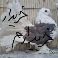 کفتر چتری ماده پر پا کاکلی